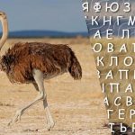 فقط الأشخاص ذوي معدل الذكاء المرتفع سيجدون كلمة "نعامة" في 10 ثوانٍ: لغز صعب فقط الأشخاص ذوي معدل الذكاء المرتفع سيجدون كلمة “نعامة” في