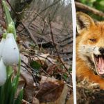 سيُظهر الوهم البصري معدل الذكاء لديك: عليك العثور على ثعلب