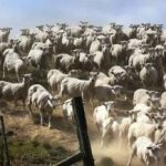 لغز لأولئك الذين يتمتعون ببصر ممتاز: عليك العثور على كلب في 3 ثوانٍ لغز لأولئك الذين يتمتعون ببصر ممتاز: عليك العثور على كلب