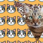 فقط الأشخاص الذين يتمتعون بمعدل ذكاء كبير هم الذين سيرون