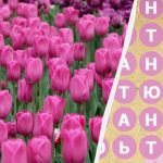 2% فقط من الناس يجدون كلمة “توليب” في 8 ثواني: