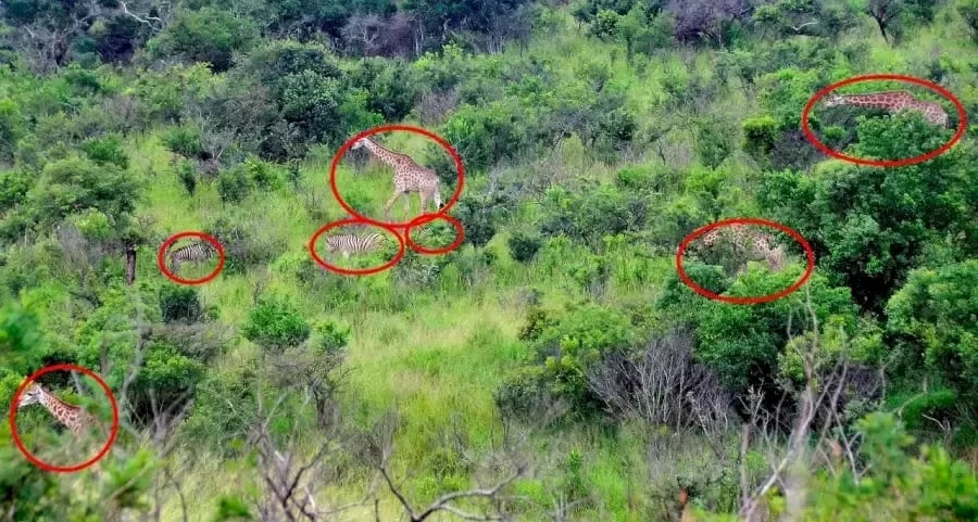 الوهم البصري