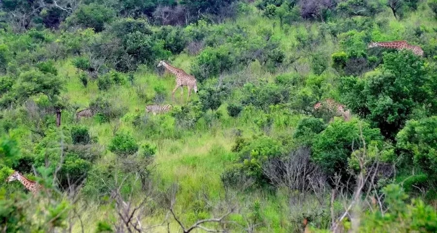 الوهم البصري